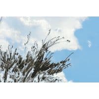 Hobonichi Techo - A6 Original Cover - Kyohei Sakaguchi: Field Sky