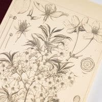 Hobonichi Techo - Plain Notebook - Tomitaro Makino: Yamazakura