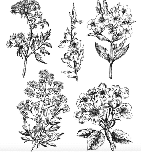 Tim Holtz - Rubber Stamps - CMS295 - Illustrated Garden