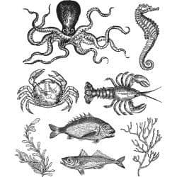 Tim Holtz - Rubber Stamps - CMS304 - Sea Life