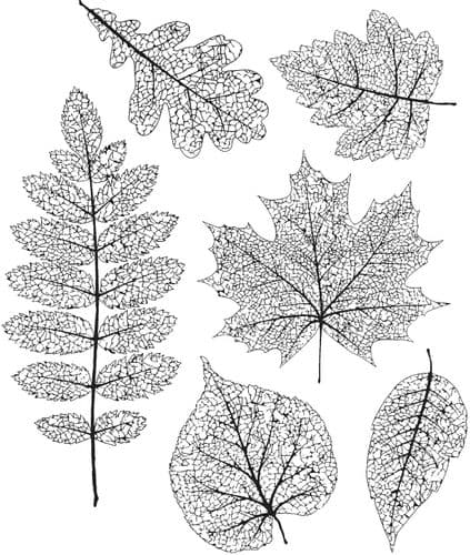 Tim Holtz - Rubber Stamps - CMS376 - Pressed Foliage