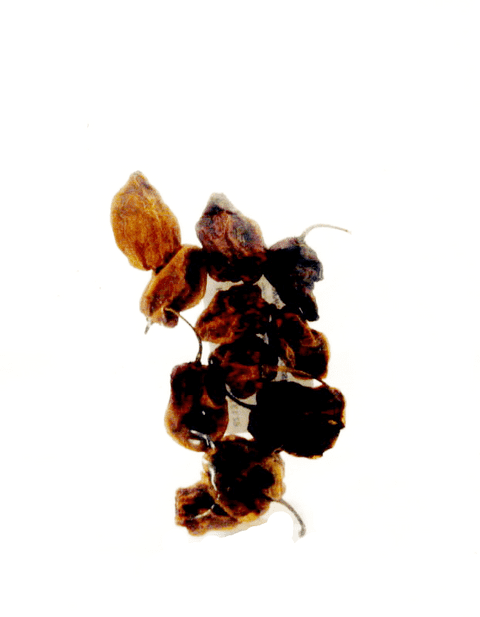 Dried Whole Habanero Chillies
