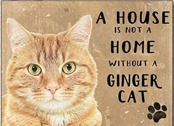 A House Is Not A Home Without A Ginger Cat fridge magnet  (og)