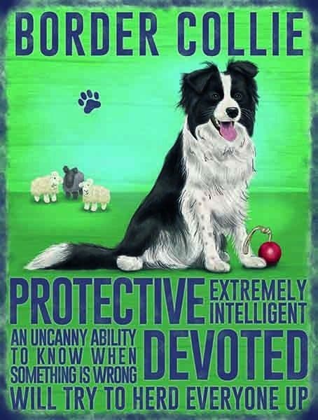 Border Collie large steel sign 400mm x 300mm (og)