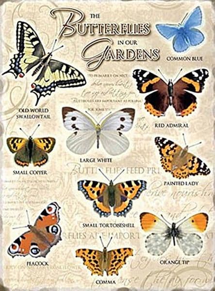 Butterflies in our Gardens large metal sign  400mm x 300mm