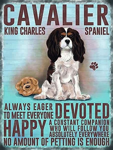 Cavalier King Charles Spaniel.  Large Metal Sign 400mm x 300mm (og)