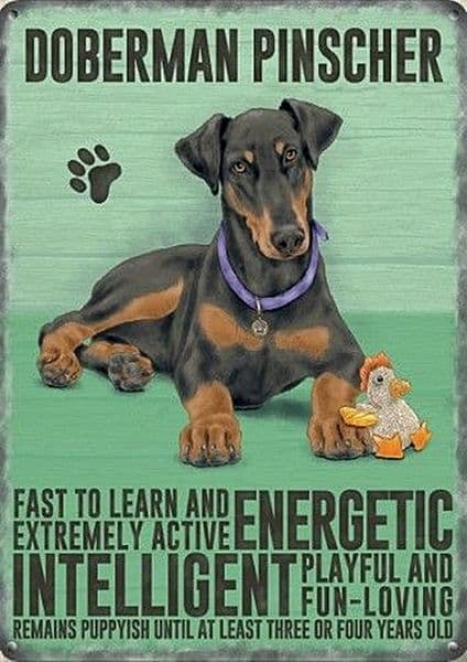 Doberman Pinscher fridge magnet  (og)