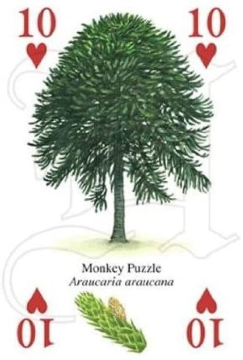 Carte Da Gioco North American Trees – Mazzo 52 Carte + Jolly, HPC, Nuove