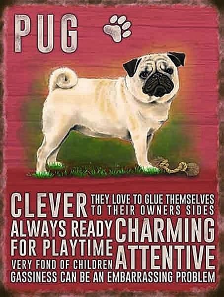 Pug  characteristics large steel sign 400mm x 300mm (og)