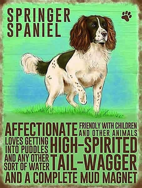 Springer Spaniel small metal sign 200mm x 150mm   (og)
