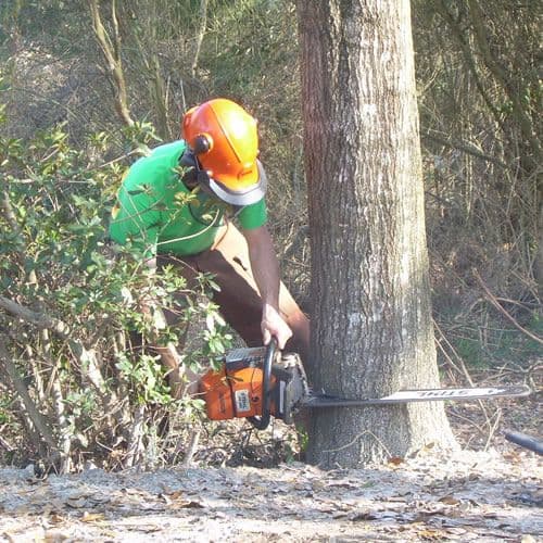 3921 City and Guilds NPTC Level 2 Award in Felling and processing small ...