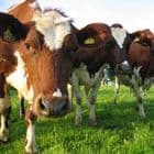 Certificate in Livestock Husbandry