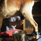 Certificate in Milking and Dairy Hygiene