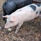 Certificate in Pig Husbandry