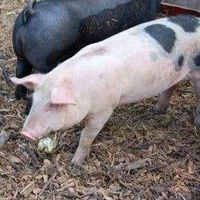 Avalon Assessments Ltd - Certificate of Competence in Pig Husbandry (100/5728/6)