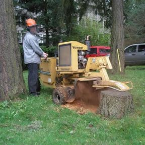 Avalon Assessments Ltd - NPTC Certificate in Stump Grinding