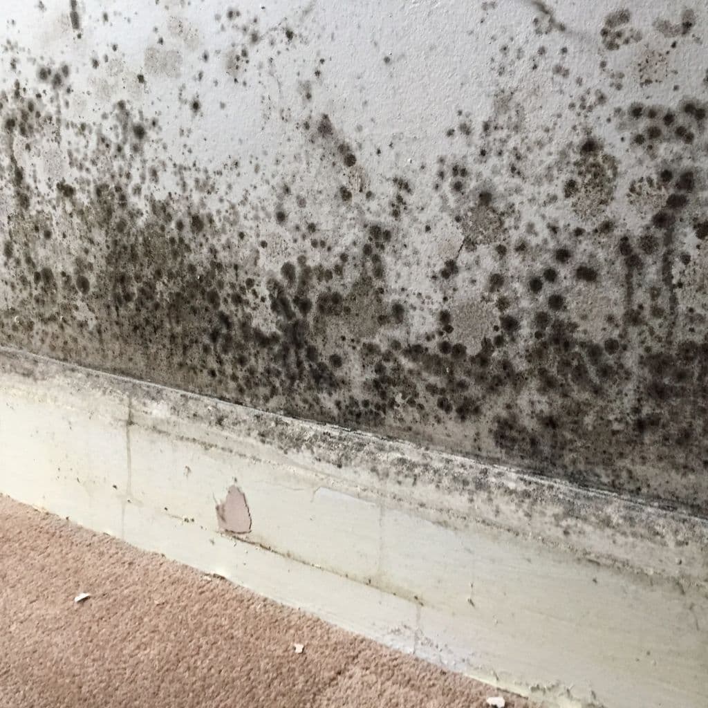 The Complete Guide to Mould Removal and Mould-Resistant Paint