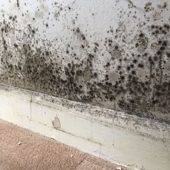 Anti-Mould Paint