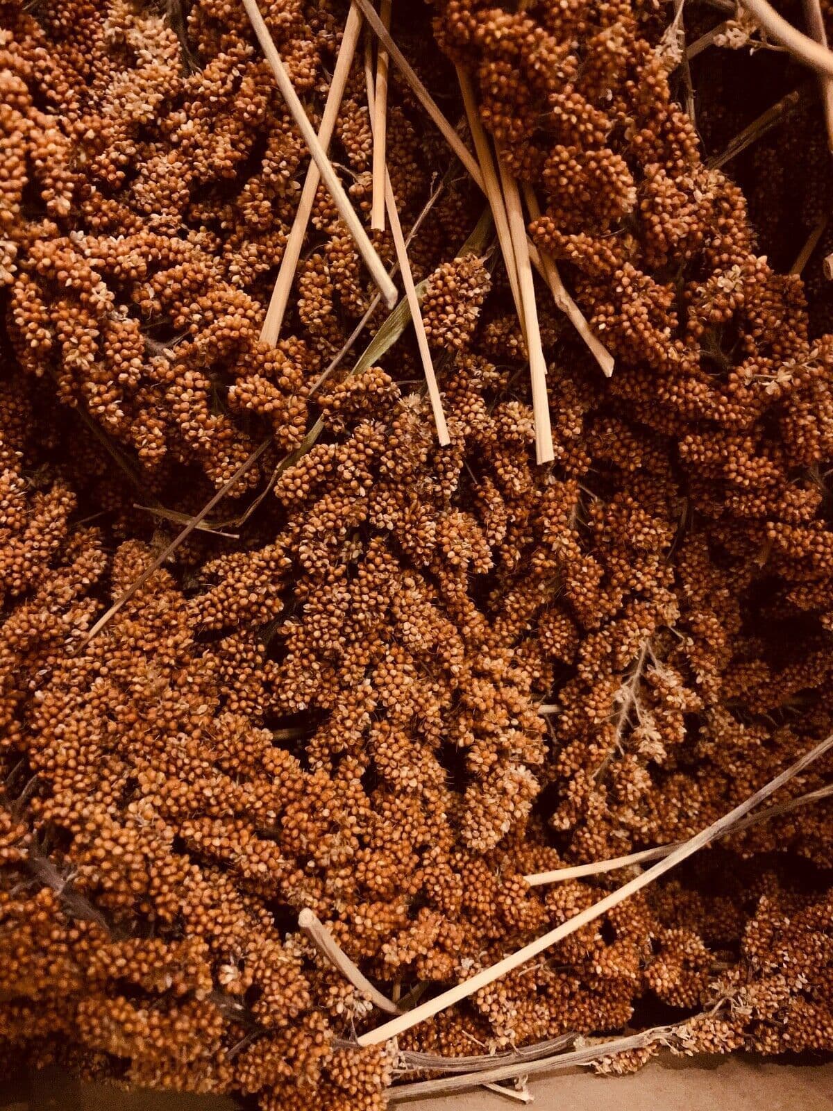 FARMERS FRENCH RED MILLET SPRAYS 900g Approx 50 SPRAYS QUALITY