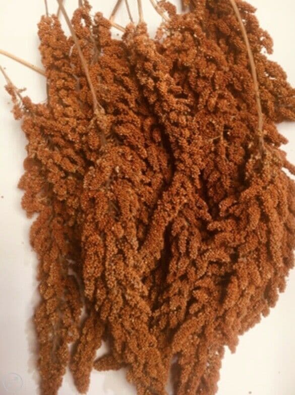 FARMERS FRENCH RED MILLET SPRAYS 900g Approx 50 SPRAYS QUALITY