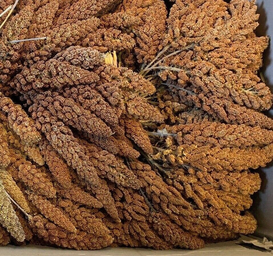 VerseleLaga French Red Millet Sprays 900g Approx 30 SPRAYS QUALITY
