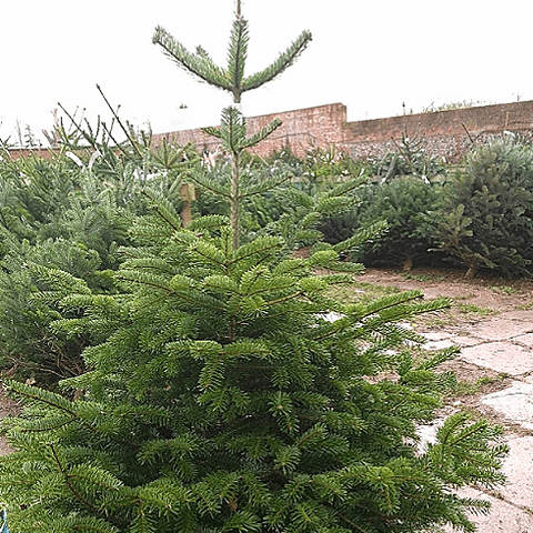 Christmas Tree