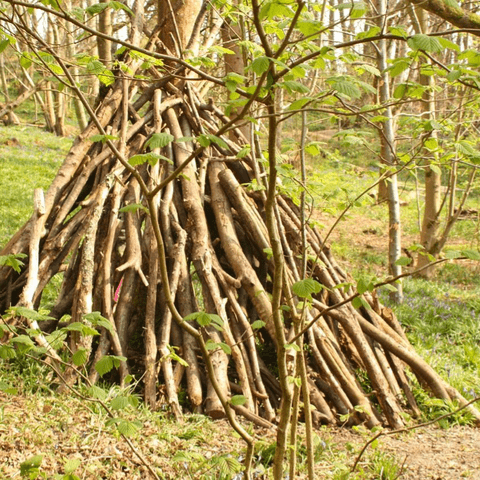 Bushcraft with Ferral Pathways - Ages 5 to 8