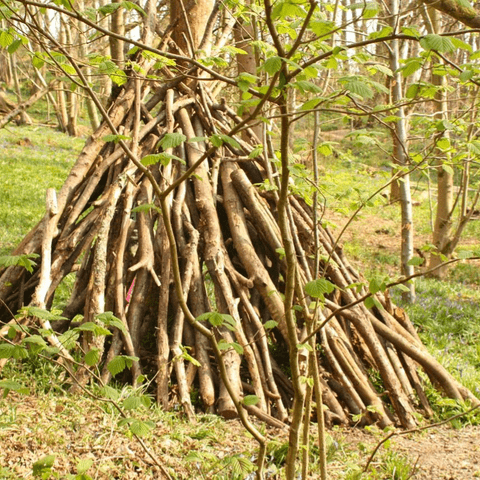 Bushcraft with Ferral Pathways - Ages 8+ yrs