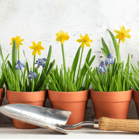 Fully Booked - Bulb Lasagne Workshop