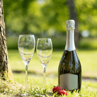 Bria Unbreakable Tritan Plastic Large Champagne Flute 260ml