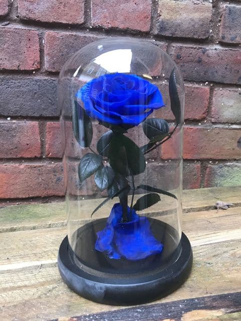 Blue everlasting rose