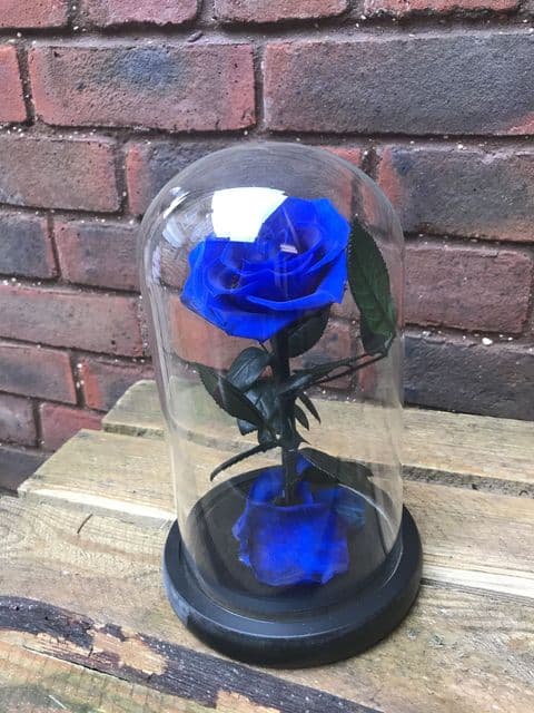 Blue everlasting rose