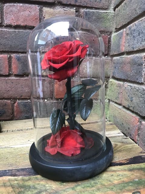 Burgundy everlasting rose