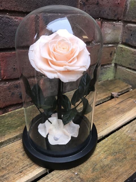 Champagne everlasting rose