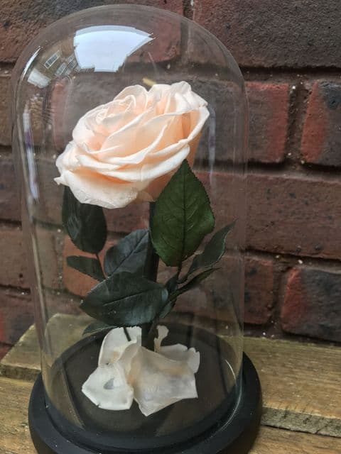 Champagne everlasting rose