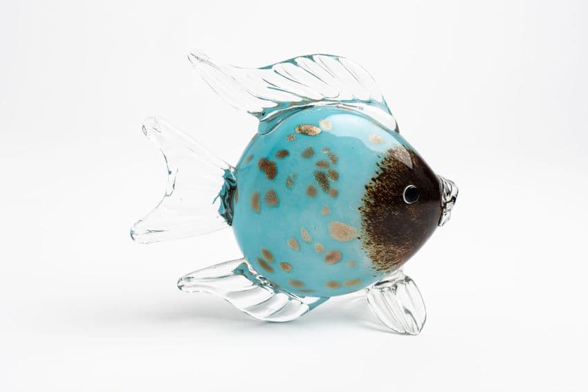 glass fish