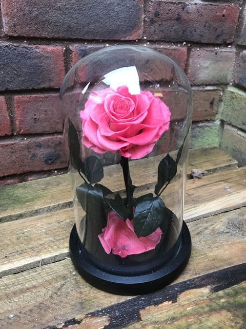 Hot pink everlasting rose