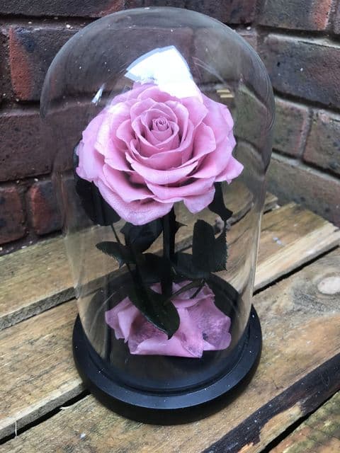 Leander everlasting rose