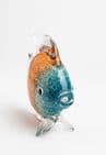 orange- blue fish