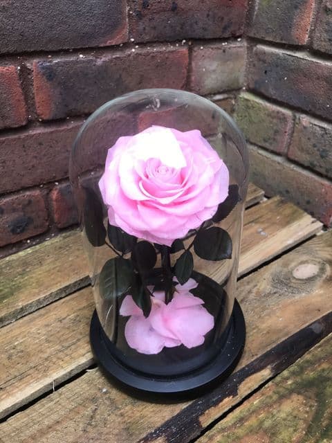 Pink Everlasting Rose