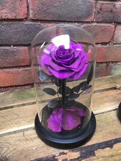 Purple everlasting rose