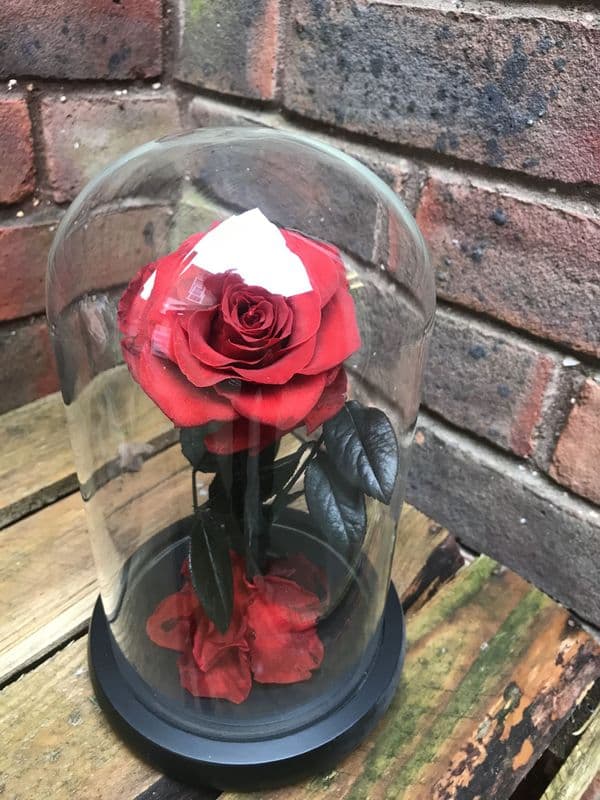 Red Everlasting Rose