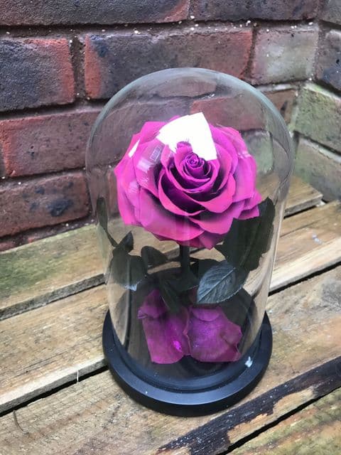 Taro purple ( dusty pink) everlasting rose