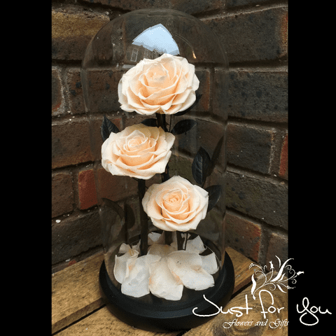 Trio Champagne everlasting roses