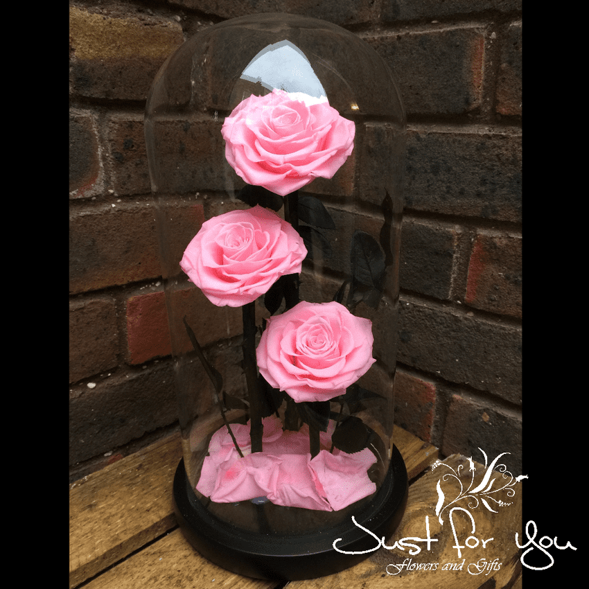 Trio Pink everlasting roses