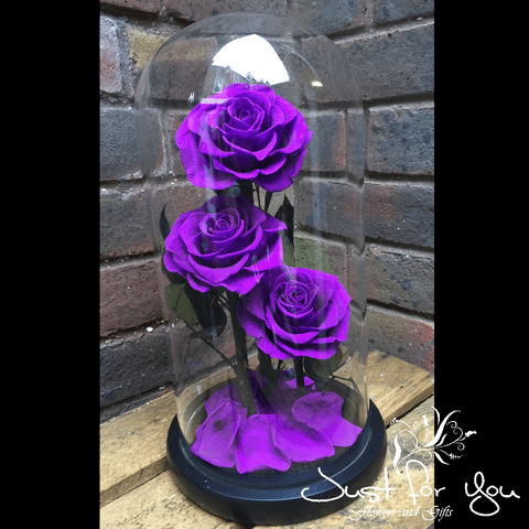 Trio Purple everlasting roses