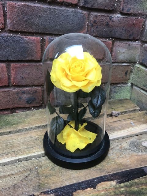 Yellow everlasting rose