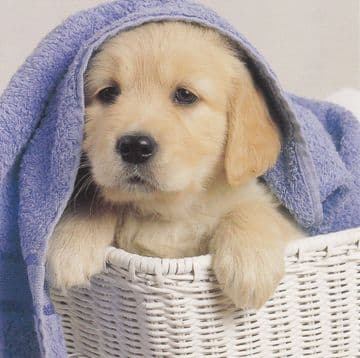 Basket Birthday Card