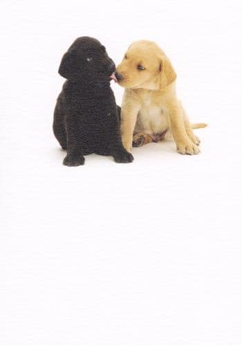 Black and Gold Labrador Blank Greetings Card