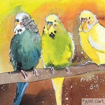 Budgies Any occasion greeting card